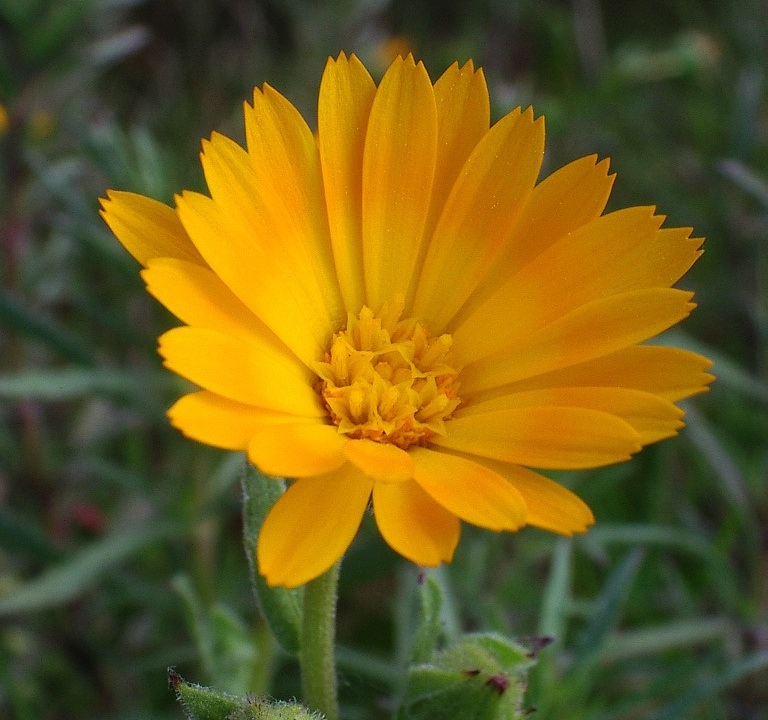 Calendula arvensis